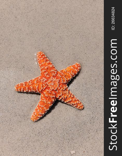 Colorful starfish on sandy beach during sunny day