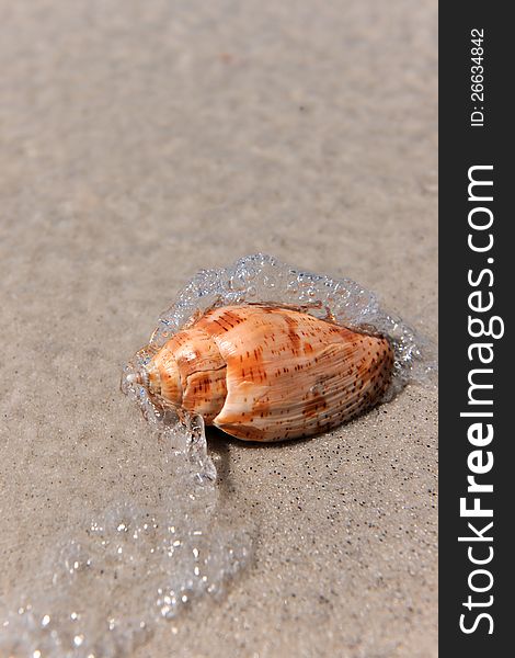 Water waves splashing on seashell resting on sandy beach