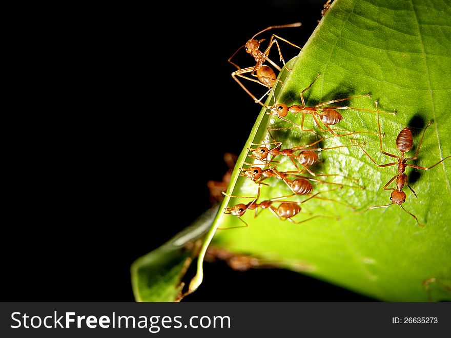 Ants were building their home on leaves. Ants were building their home on leaves