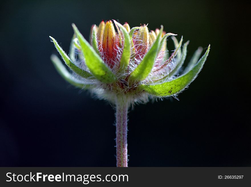 Detail of pilous flower on black backround.