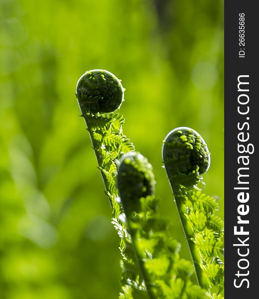 Three fern with green background. Three fern with green background