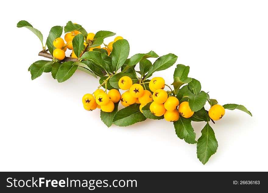 Buckthorn branch on white background