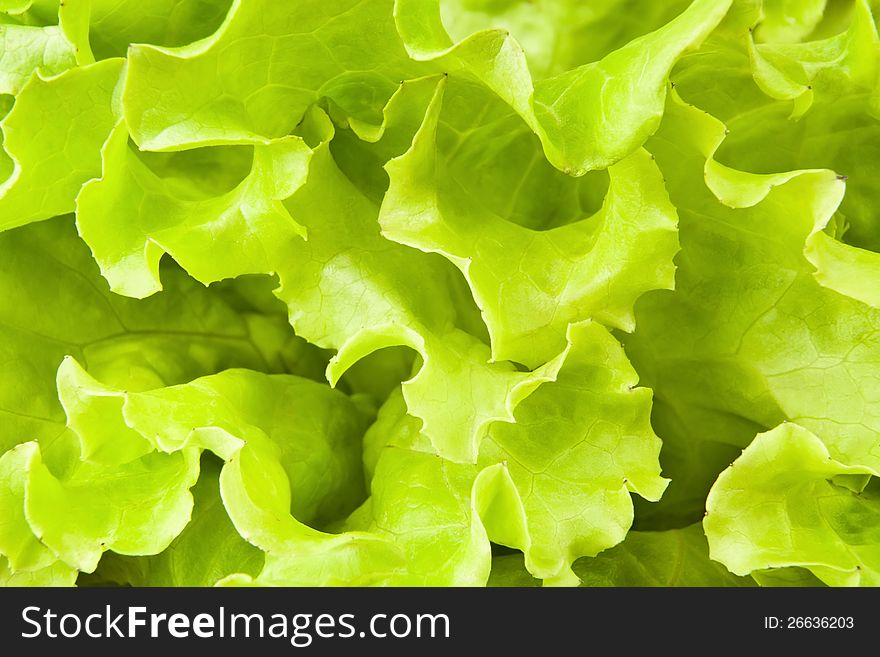 Lettuce leaves full frame closeup