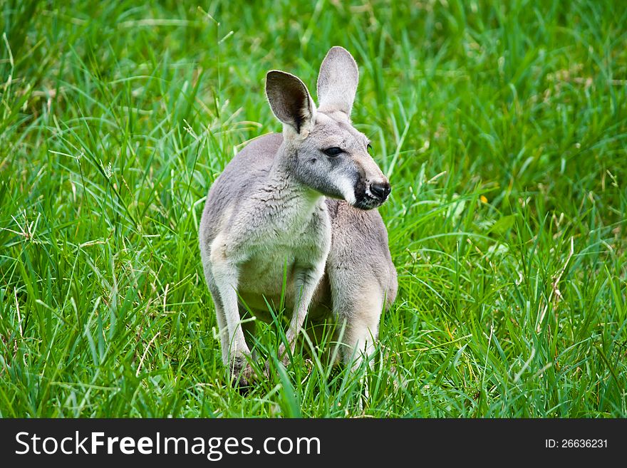 Kangaroo on green grass in the zoo