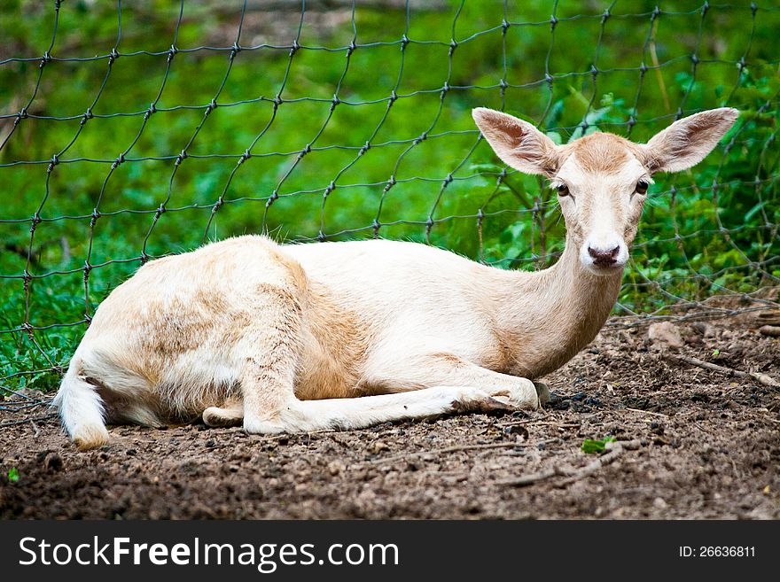 Baby deer sit on floor alone