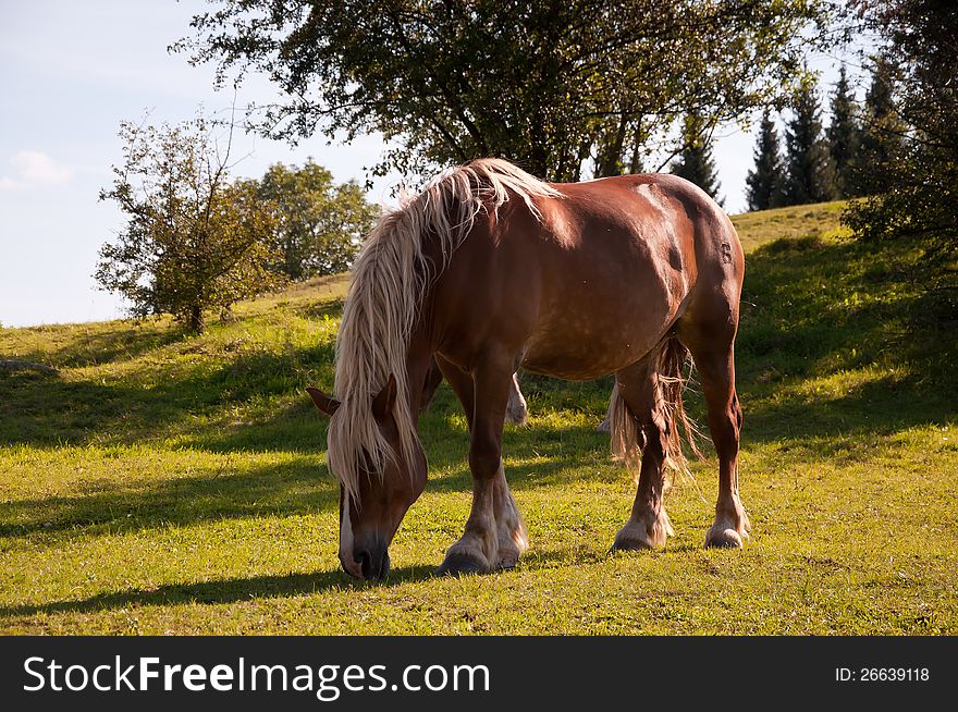 Brown horse, Volyne, Czech republic