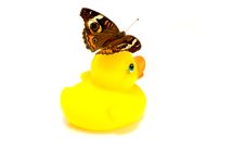 Rubber Duck And Butterfly Stock Photos
