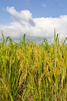 Cloudy With Yellow Rice Paddy Fields. Stock Images Cloudy With Yellow Rice Paddy Fields. Stock Images