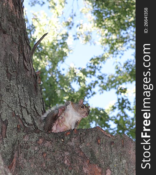 Female squirrel on a tree. Female squirrel on a tree