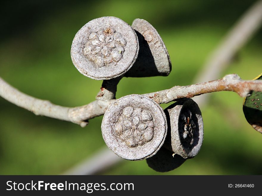 The very large decorative gum nuts of Eucalyptus Stricklandii which is native to the south west of western Australia adorn the bare branches after the soft yellow blossoms have fallen, and contain the seeds for future trees.