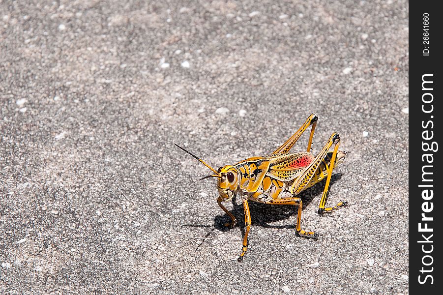 Beautiful Giant Yellow, red and black grasshopper. Beautiful Giant Yellow, red and black grasshopper