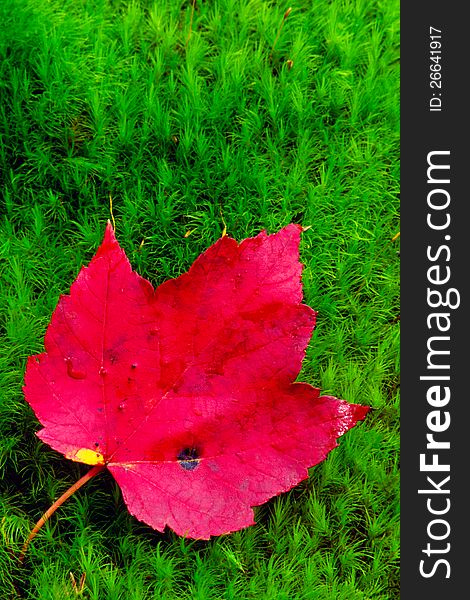 A red maple leaf has fallen on brilliant green moss. A red maple leaf has fallen on brilliant green moss.