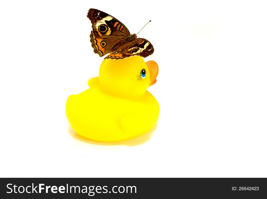 Little rubber duck with butterfly isolated on white. Little rubber duck with butterfly isolated on white