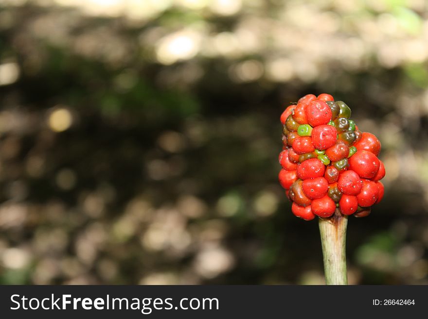 Red Berry Bunch along a nature trail. Red Berry Bunch along a nature trail