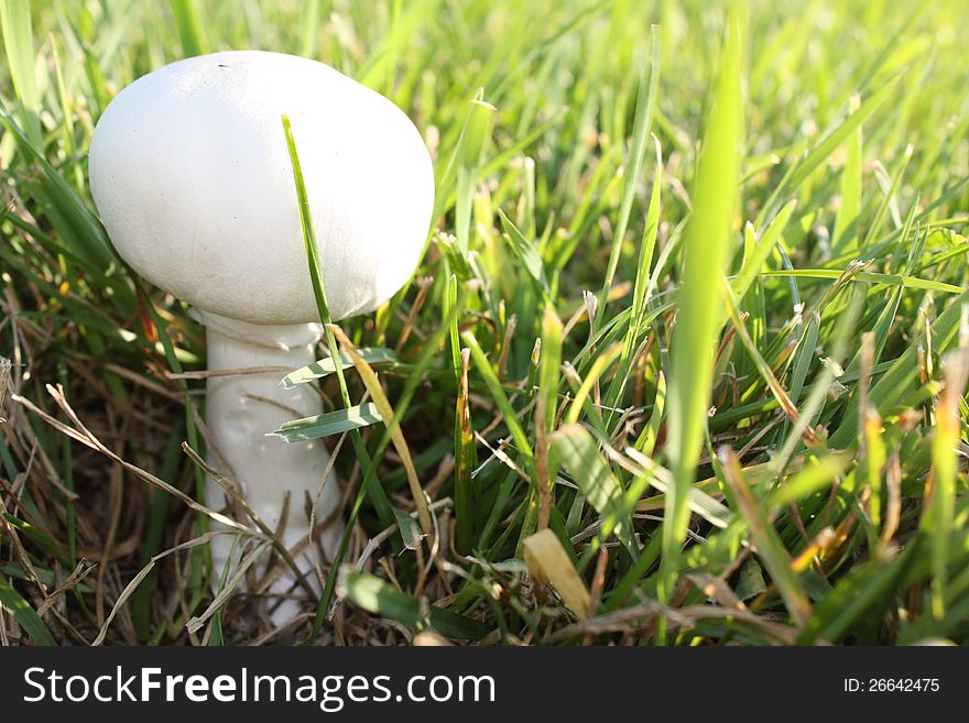 Round headed mushroom growing in a front yard, looks like a mini water tower. Round headed mushroom growing in a front yard, looks like a mini water tower.