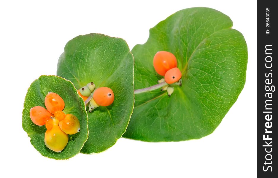 A honeysuckle branch with leaves and berries isolated on a white background - horizontal orientation. A honeysuckle branch with leaves and berries isolated on a white background - horizontal orientation