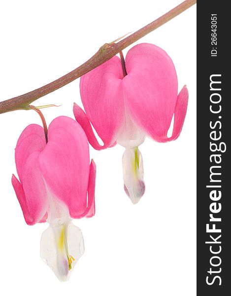 Two beautiful pink bleeding heart (lamprocapnos spectabilis) flowers on a white background - vertical orientation. Two beautiful pink bleeding heart (lamprocapnos spectabilis) flowers on a white background - vertical orientation