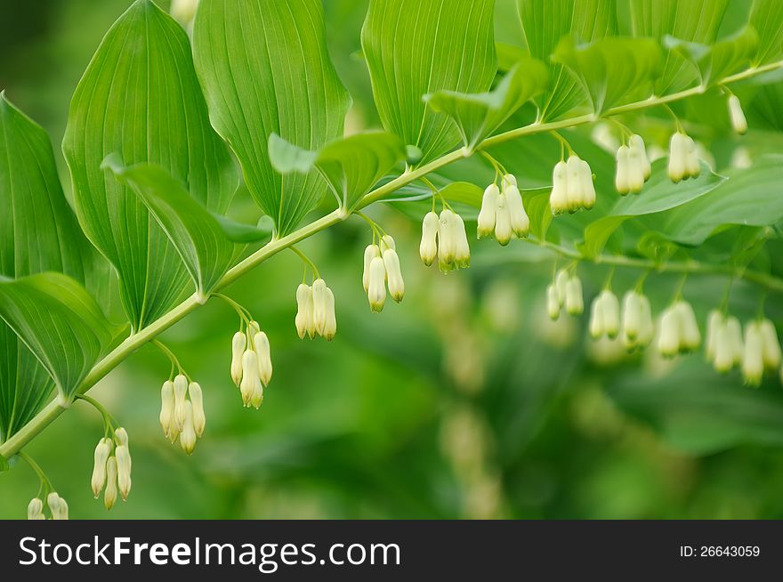 A flowering Polygonatum (Solomon's Seal) plant growing in the garden. A flowering Polygonatum (Solomon's Seal) plant growing in the garden