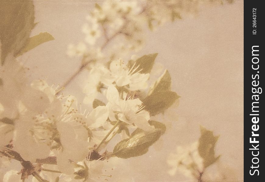 Vintage Plum Blossom grunge background. Texture and color processing.