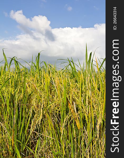 Cloudy With Yellow Rice Paddy Fields.