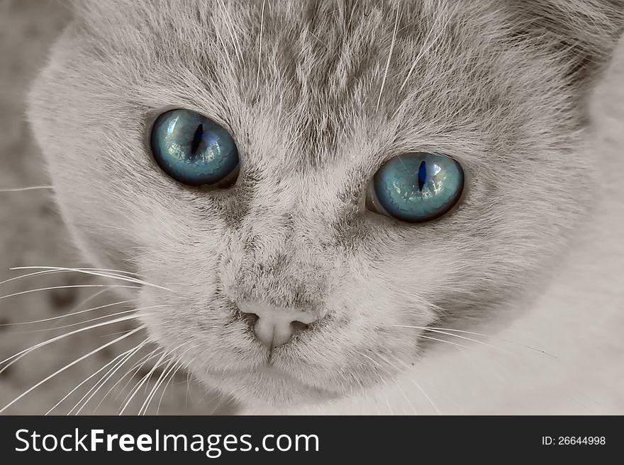 This is a photo of grey cat
