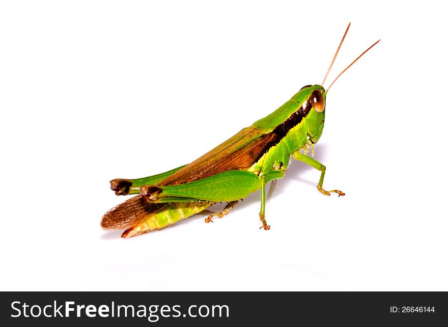 A Grasshopper On  White Background