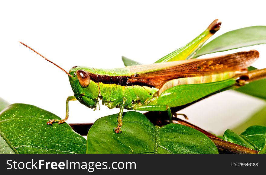 A grasshopper on green leave  on white background. A grasshopper on green leave  on white background