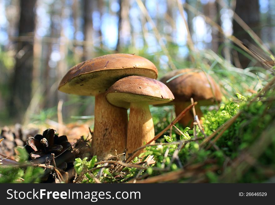 Beautiful mushrooms in the autumn forest