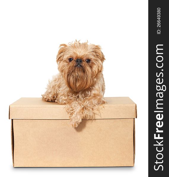 Dog breeds Brussels Griffon on a cardboard box. Dog breeds Brussels Griffon on a cardboard box