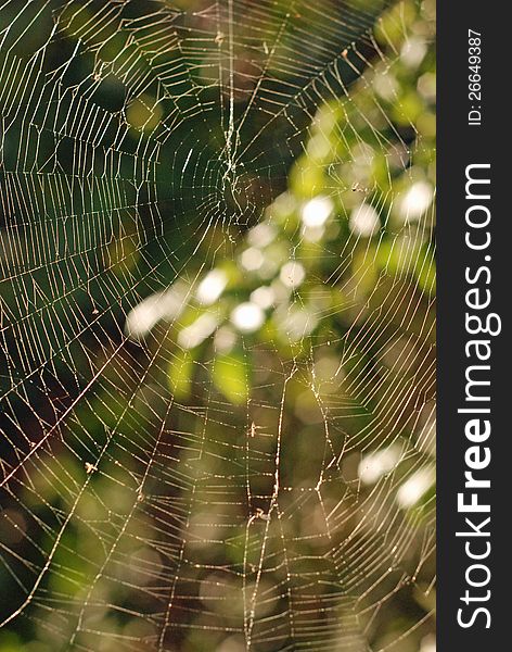 Spider S Web.
