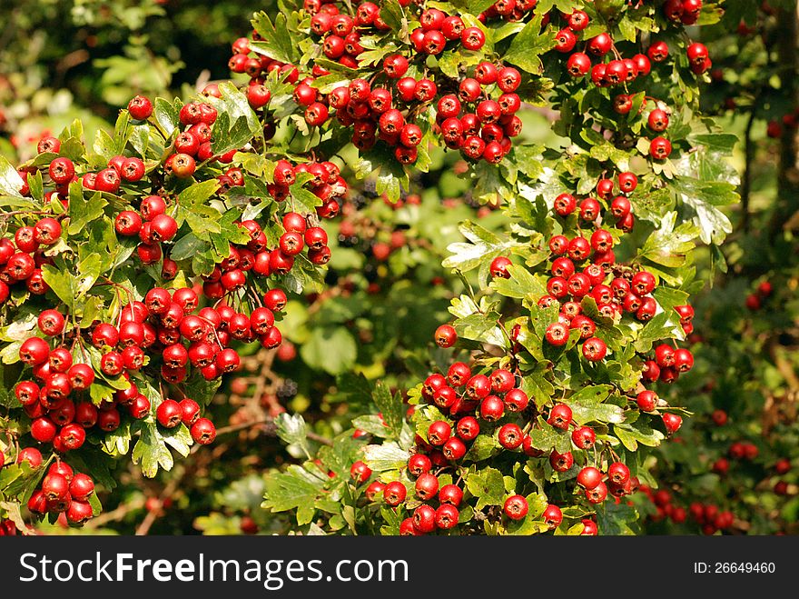 Hawthorn branches laden with rich red berries. Hawthorn branches laden with rich red berries.
