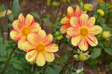Yellow And Orange Dahlia Flowers Royalty Free Stock Image Yellow And Orange Dahlia Flowers Royalty Free Stock Image