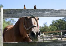 Horse Looks Through Corral Fence Stock Photos