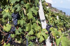 Alpine Vineyards Royalty Free Stock Photo