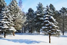 Winter Park Covered With Snow Royalty Free Stock Photography