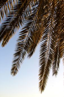 Palm Leafs And Sea In The Evening, Sunset Stock Photo Palm Leafs And Sea In The Evening, Sunset Stock Photo