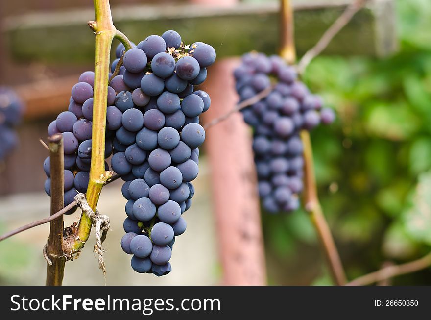 The ripened clusters of grapes an isabella a crop. The ripened clusters of grapes an isabella a crop