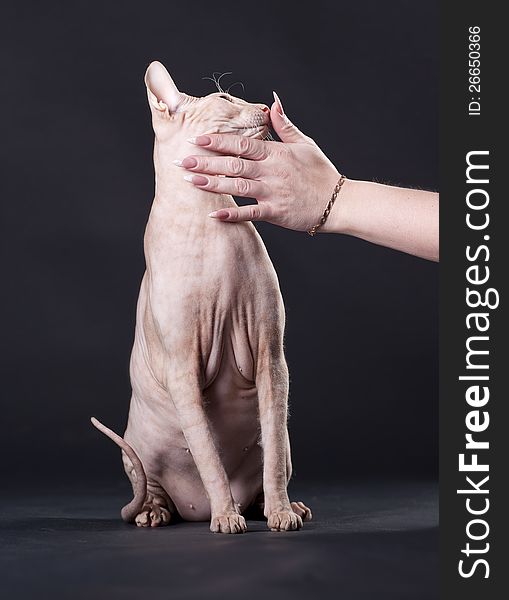 Woman's hand stroking the cat breed the Don Sphynx. Woman's hand stroking the cat breed the Don Sphynx
