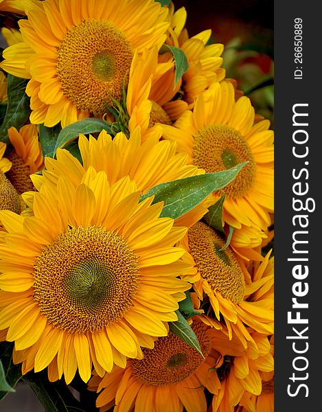 Sunflower floral arrangement at market. Sunflower floral arrangement at market