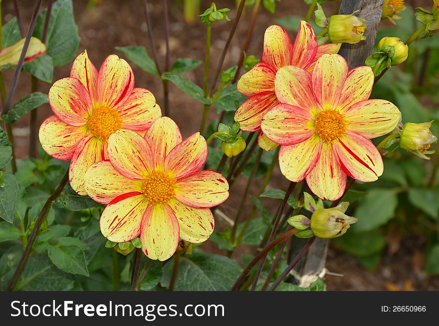 Yellow and orange colored dahlia flowers in bloom. Yellow and orange colored dahlia flowers in bloom