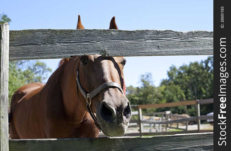 Horse Looks Through Corral Fence