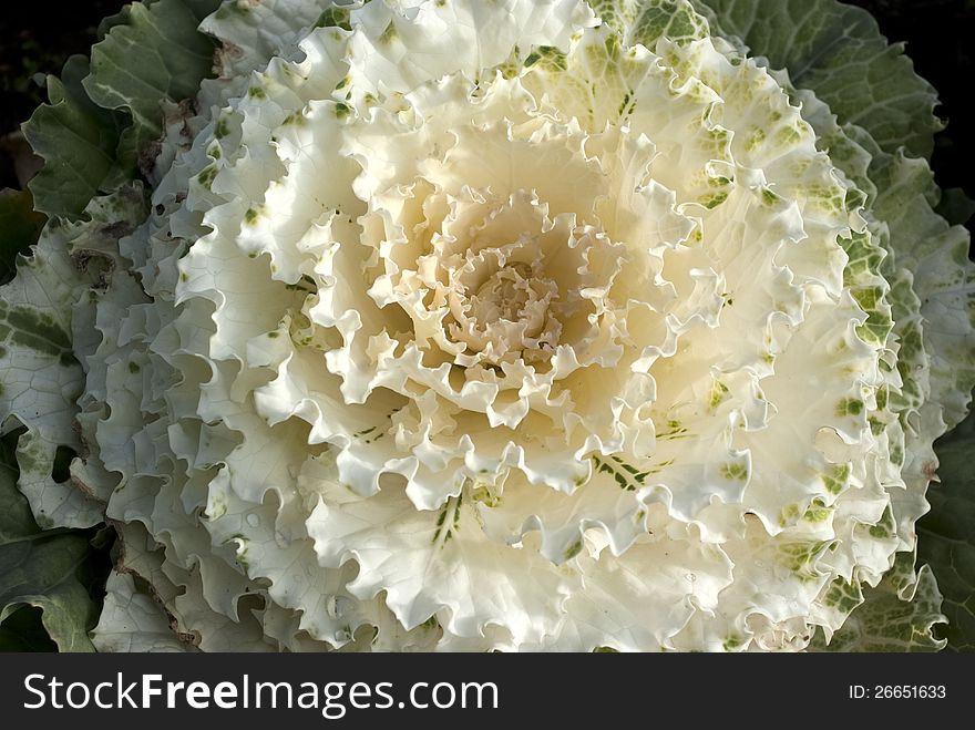 A big white cabbage with layers of leaves that look like a flower. A big white cabbage with layers of leaves that look like a flower