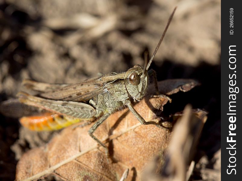 Grasshopper camouflage on nature background. Close up