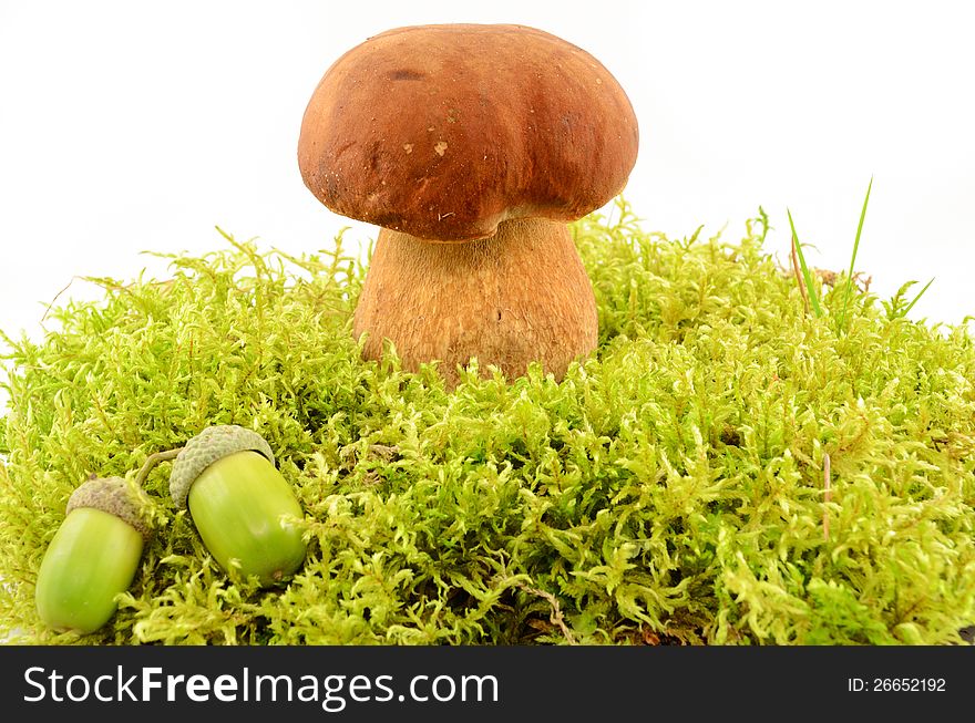 Edible mushroom and acorns in the moss close up  on white background