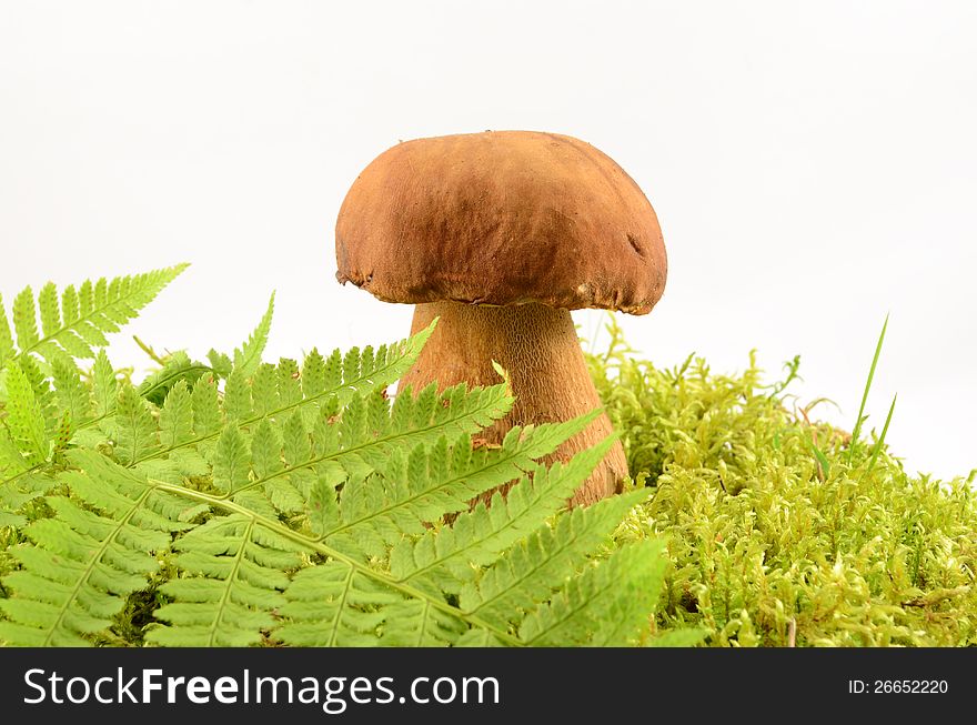 Edible mushroom in the moss and fern close up isolated on white background