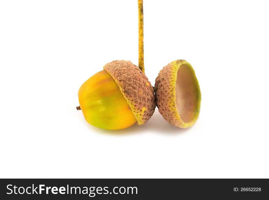 Ripe yellow acorn close up  on white background