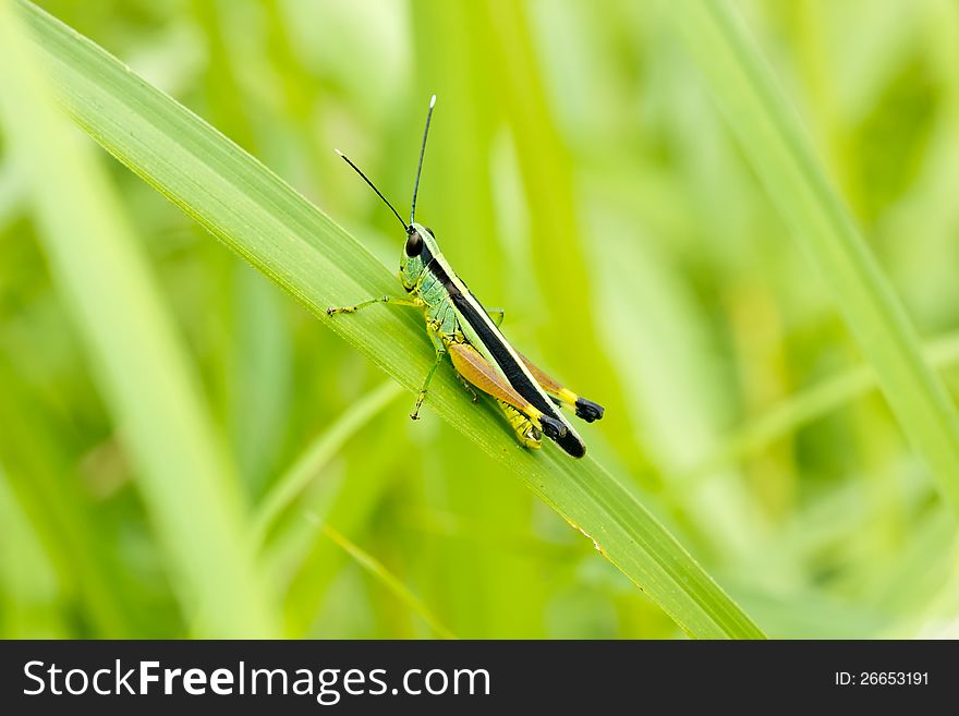 Grasshopper in front of natural background in deep forest of Thailand