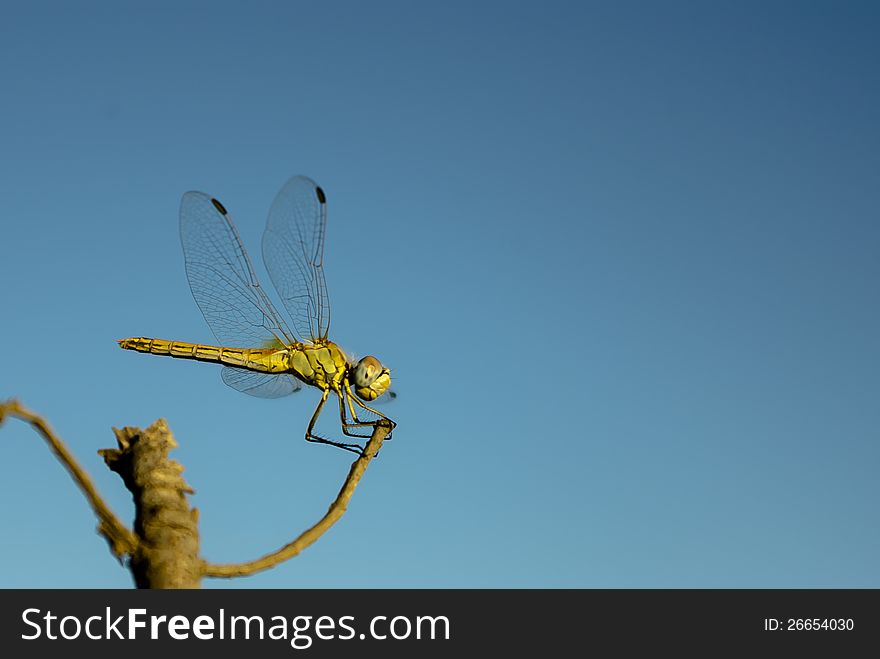 A dragonfly in a branch