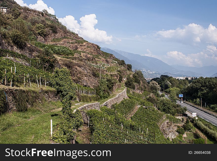 Alpine vineyards in Valtellina, Italy