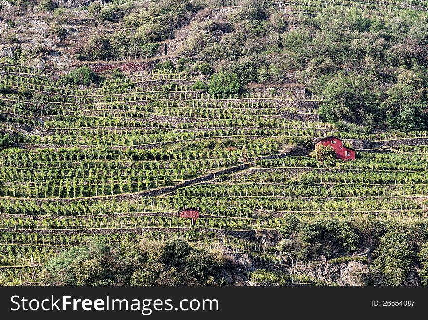 Alpine vineyards in Valtellina, Italy